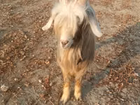 Ziegenbock, Ziegen — Foto 2