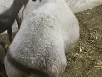 Ram, Sheep — photo 4