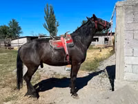 Hengst, Karabair horse — Foto 1