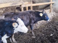 सांड, Russian Black pied cattle — फ़ोटो 5