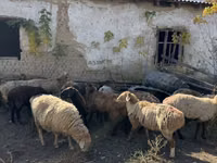 Oveja, Ovejas — foto 2