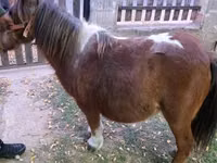 Бие, Miniature horse — 5-сурет