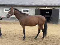 Hengst, Thoroughbred horse — Foto 5