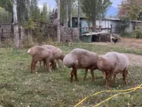 Кой, Арашан — сүрөт 4