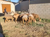 Widder, Hissar sheep — Foto 8