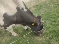 Bulle, Russian Black pied cattle — Foto 4