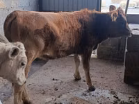 Vaca, Swiss cattle — foto 6