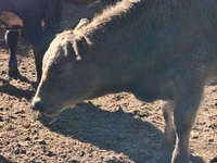 Bulle, Aberdeen-Angus — Foto 7