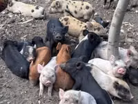 Schweine (Partie, Geschlecht nicht angegeben), Schweine — Foto 7