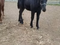 Hengst, Hungarian horse breed — Foto 4