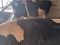 Bull, Russian Black pied cattle — photo 6