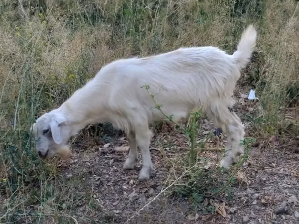 बकरा, बकरियाँ — कज़ाखस्तान