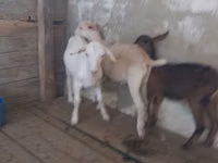 Ешкі, Saanen goat — 3-сурет
