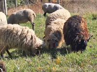 Carnero, Racka sheep — foto 3