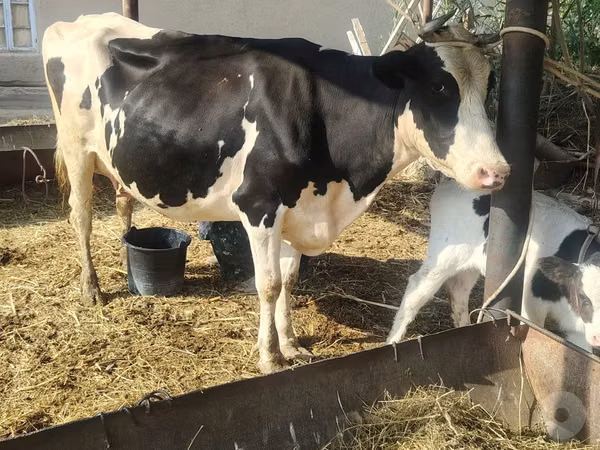 गाय, गोलस्टीन नस्ल — उज़्बेकिस्तान