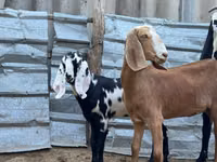 Ziege, Nubian Goat — Foto 2