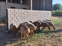 Widder, Hissar sheep — Foto 2