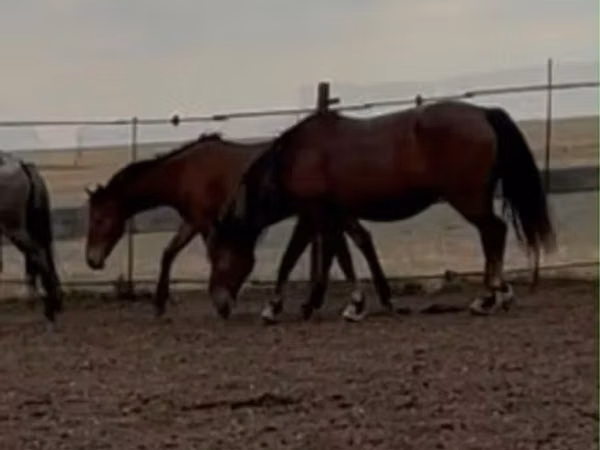 Stute, Kazakh horse — Kasachstan