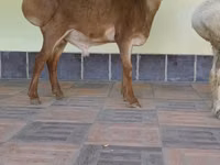كبش, Edilbay sheep — الصورة 4