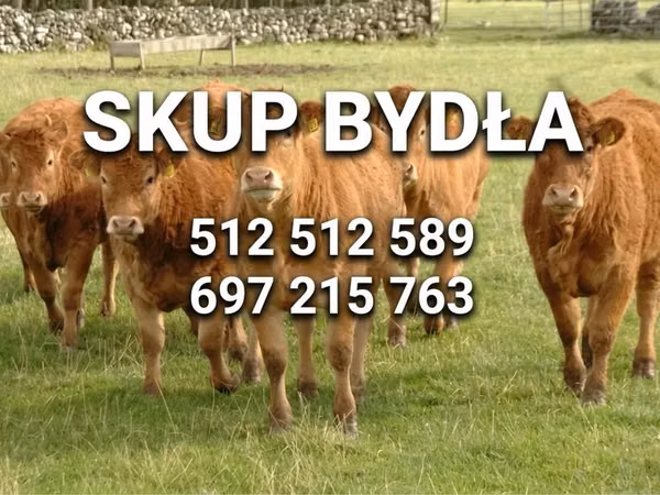 मवेशी (लॉट, लिंग निर्दिष्ट नहीं), Simmental cattle