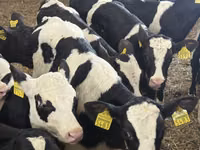 मवेशी (लॉट, लिंग निर्दिष्ट नहीं), Simmental cattle — फ़ोटो 7