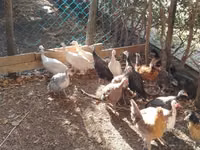 Guinea fowl — الصورة 2