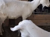 बकरी, Saanen goat — फ़ोटो 1