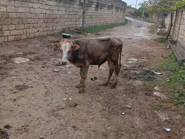 公牛, Cattle