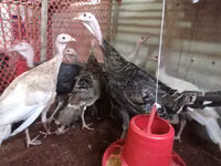 Turkeys — الصورة 1