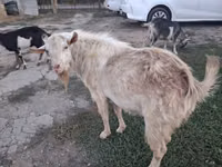 Ziege, Saanen goat — Foto 1