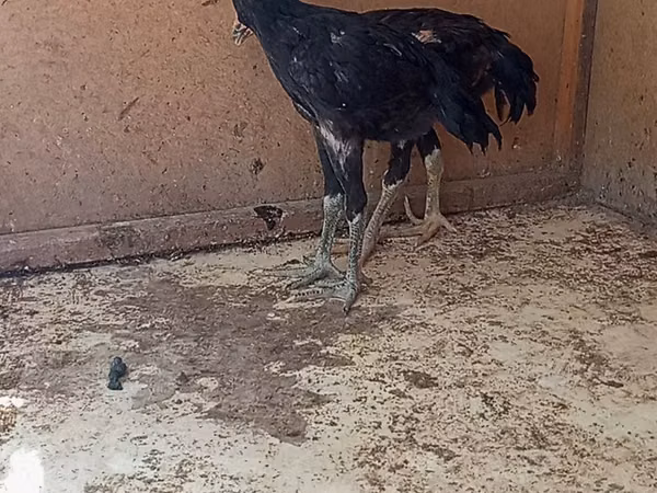 Chickens
