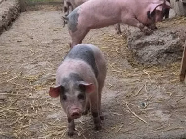猪（批次，未指定性别）, Pigs