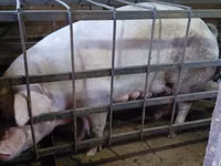 Schweine (Partie, Geschlecht nicht angegeben) — Foto 8