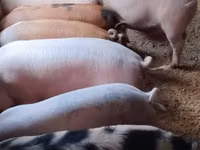 Schweine (Partie, Geschlecht nicht angegeben) — Foto 5