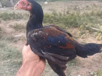 Chickens — الصورة 3