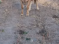 Vaca, Swiss cattle — foto 7