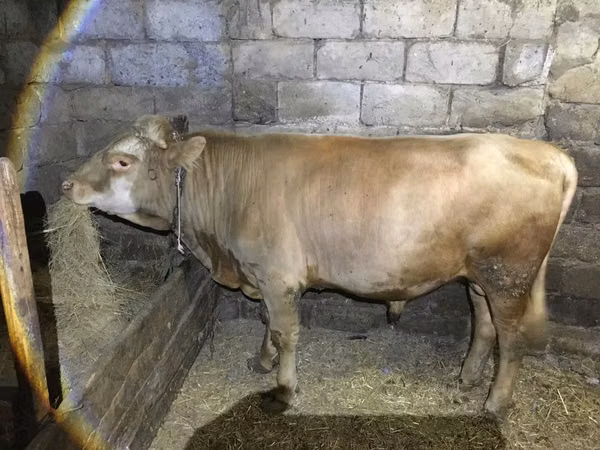 公牛, Simmental cattle — 哈萨克斯坦