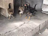 Chickens — Foto 1