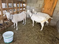 Ziege, Saanen goat — Foto 4