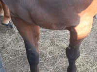 Stute, Arabian horse — Foto 5
