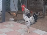 Chickens — الصورة 1