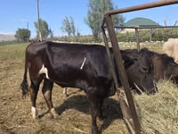 Vaca, Swiss cattle — foto 3