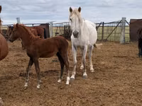 Stute, Horse breed — Foto 1