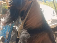 बकरा, बकरियाँ — फ़ोटो 2