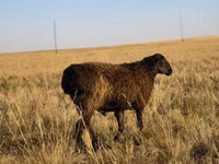 Ram, Sheep — photo 6