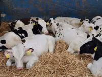 Bovinos (lote, sexo no especificado), Simmental cattle — foto 7
