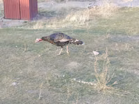 Turkeys — 7-rasm