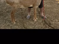 Schaf, Arashan sheep — Foto 1