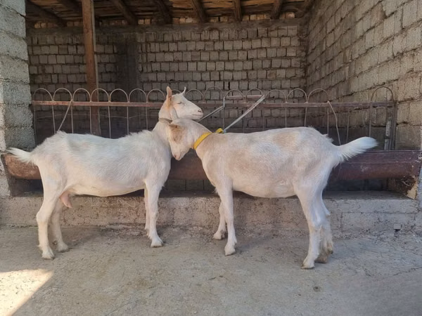 Ziege, Saanen goat