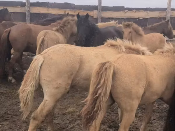 Otlar (partiya, jinsi ko‘rsatilmagan), Kazakh horse